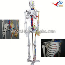 Modelo de esqueleto ISO 85CM com modelo cardíaco e vascular de esqueleto humano